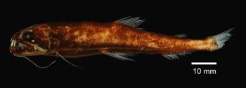 Media type: image; Ichthyology 91740